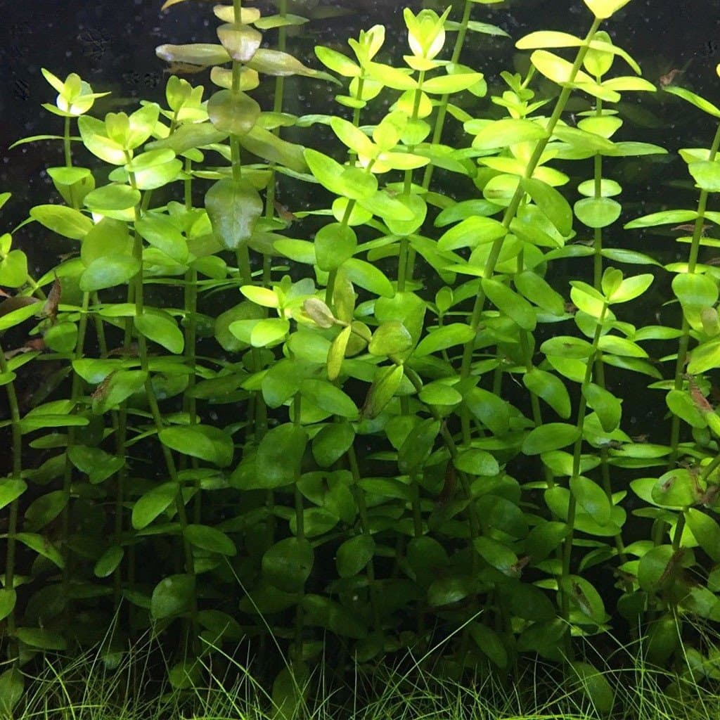 Bacopa Caroliniana Aquarium Plant Care